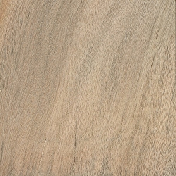 File:Wood - camphor.jpg