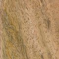 Mango wood